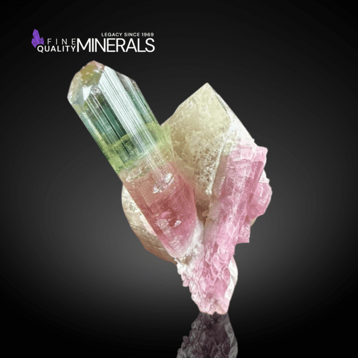 Rare V-Shape Bi-Color Tourmaline on Quartz | Paprok, Afghanistan | Fine Mineral Specimen
